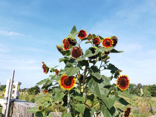 Sunflowers at the Hwy 15 Indigenous Food Sovereignty Garden