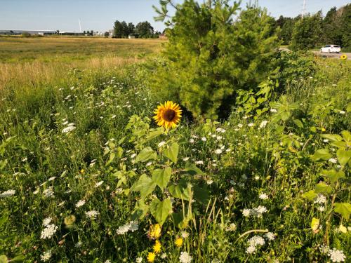 Sunflowers at the Hwy 15 Indigenous Food Sovereignty Garden